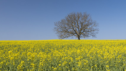 Obraz premium Spring colors