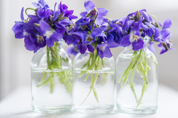 Bouquets of purple spring violet in glass vase near the window
