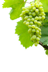 bunch of white grapes hanging on a vine growing in the garden isolated on white background