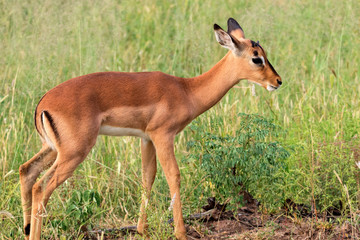 Imapala baby stand in grass, Kruger National Park, South Africa