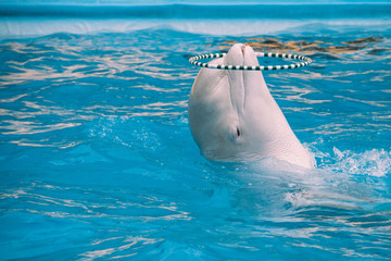 white whale with a hoop