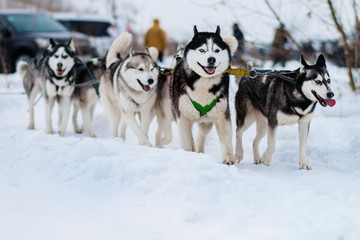 husky sled in the snow