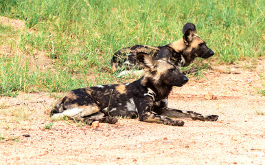 African wild dogs(Lycaon pictus) lying in the Kruger National Park, South Africa