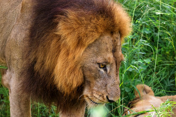 Portrait of male lion with female partner in the dense grass-Kruger National Park-South Africa