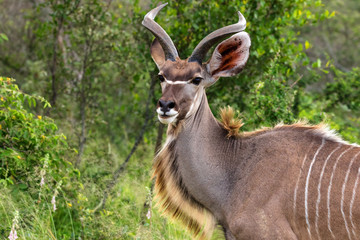 Kudu antelope, Kruger National Park, South Africa