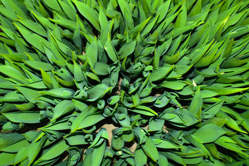 To grow tulips in the greenhouse, agricultural enterprise, field, small business, 8 March, winter, February, March, spring,