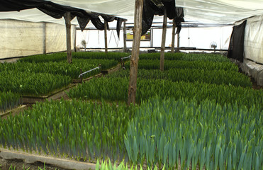 To grow tulips in the greenhouse, agricultural enterprise, field, small business, 8 March, winter, February, March, spring,