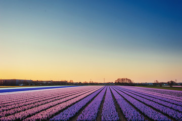 Obraz na płótnie Canvas Sunset over fields of daffodils. Holland
