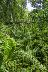 Warm water streams Sa Morakot, Wildlive Sanctuary, Dong Fern, Fern Grove, Khao Pra, Bangkram Krabi, Thailand. Southeast Asia