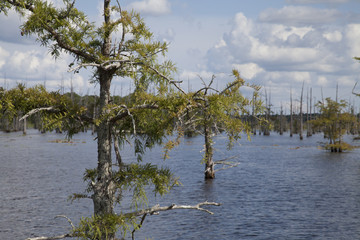Swamp