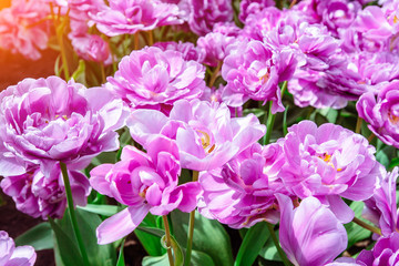 Obraz premium Marvellous tulip flowers in the Keukenhof park.