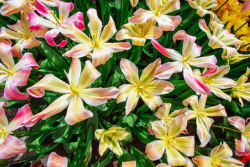 Beautiful bouquet of tulips.