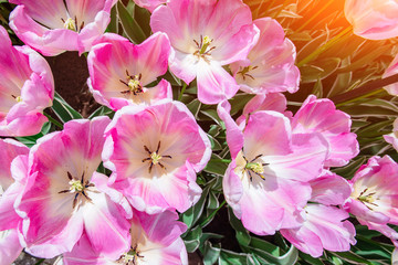 Beautiful bouquet of tulips.