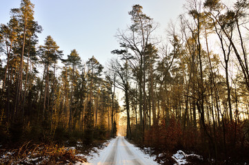 Leśna droga przez zimowy las wśród śniegu.