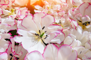 white - pink tulips. Keukenhof Flower Park. , Netherlands Holland