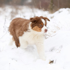 Australian shepherd in winter