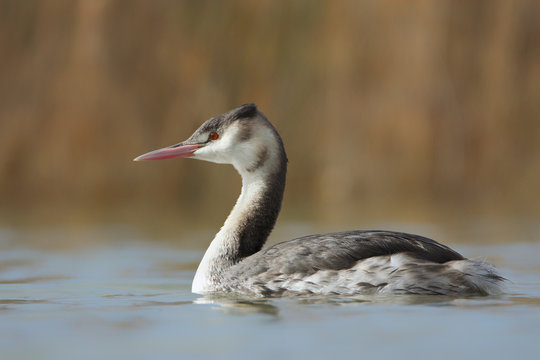 Svasso maggiore (Podiceps cristatus)