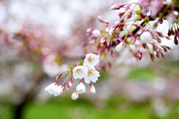 Beautiful cherry tree blossoming on spring day