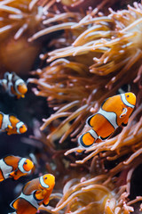 Fototapeta na wymiar Group of clown anemonefish swimming near orange coral reef with floating plankton