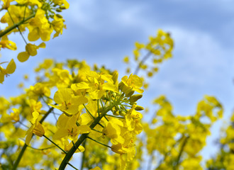 Rapeseed (Brassica napus).