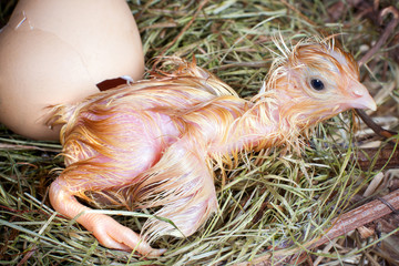 First steps of a chick