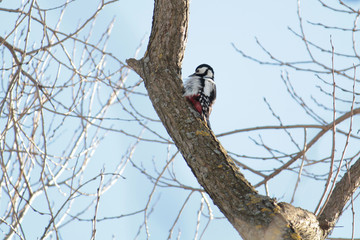 Great spotted woodpecker (Dendrocopos major) on tree