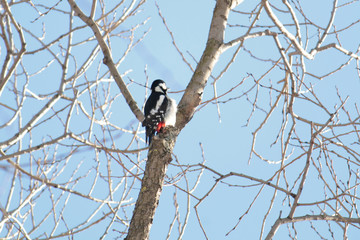 Great spotted woodpecker (Dendrocopos major) on tree