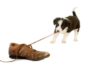 Puppy pulling shoe lace