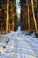 Leśna droga przez zimowy las wśród śniegu.