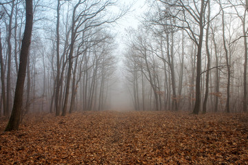 Forest path in mysterious fog at winter