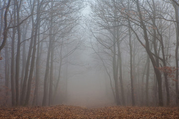 Artistic landscape of a misty forest at winter