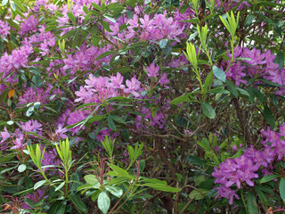 Rhododendron in bloom at Muckross House in Killarney, County Kerry, Ireland