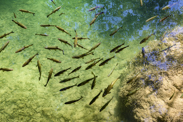 A Shoal of Fish