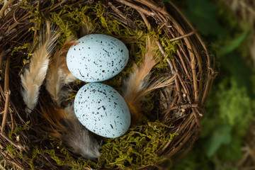 Feathers and eggs in nest - obrazy, fototapety, plakaty