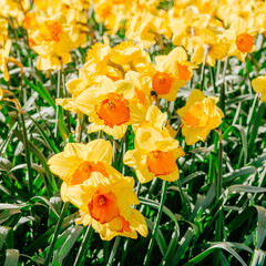 Yellow Daffodils in the gardens of Holland. Bokeh light effect, 