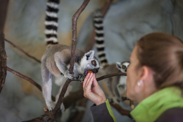Catta lemur on a tree branch at the zoo savor a snack and relax © edojob