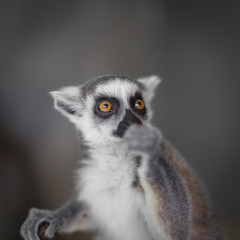 Catta lemur on a tree branch at the zoo savor a snack and relax