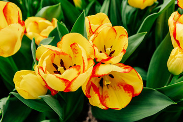 Flower field with colorful tulips. Keukenhof Park