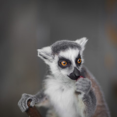 Obraz premium Catta lemur on a tree branch at the zoo savor a snack and relax