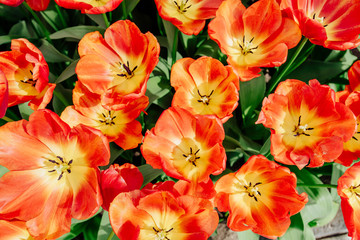 Flower field with colorful tulips. Keukenhof Park