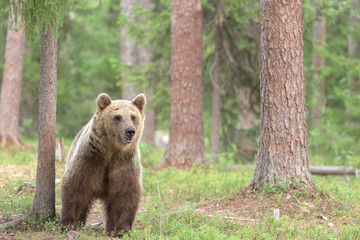 Brown bear standing in forest, alert and cautious