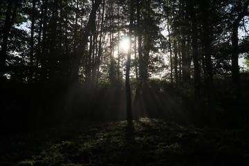 Fototapeta premium Mystic.