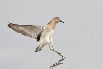 Ruff (Philomachus pugnax)