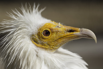 Egyptian vulture (Neophron percnopterus) head in profile
