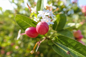 Ripe Caranda fruits on the bush (Carissa Carandas) Krabi, Thailand Asia