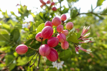 Ripe Caranda fruits on the bush (Carissa Carandas) Krabi, Thailand Asia