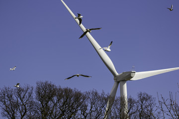Birds heading towards a wind turbine. Highlighting the ecological effect of wind turbines and if they are a danger to birds.