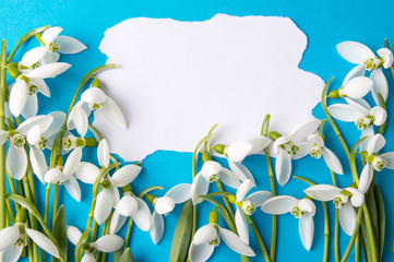 Fresh snowdrops on blue background with copyspace