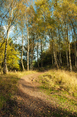 Autumn glory in the Forest of Dean in England.