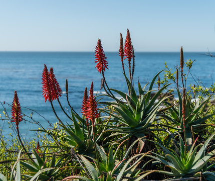 Red Aloe Flowers In Laguna Beach, California